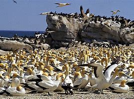 About Lambertsbaai West Coast, Cape Town, Namibia,Zimbabwe, Zambia, Victoria falls Tour - Explore Lambertsbaai, Zambia, Victoria falls, Botswana, Namibia Tour - Book now! Victoria falls, Zambia, Zimbabwe, Botswana, namibia, cape Town Tour