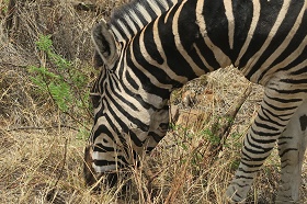 3 Day Kruger Safari from Johannesburg