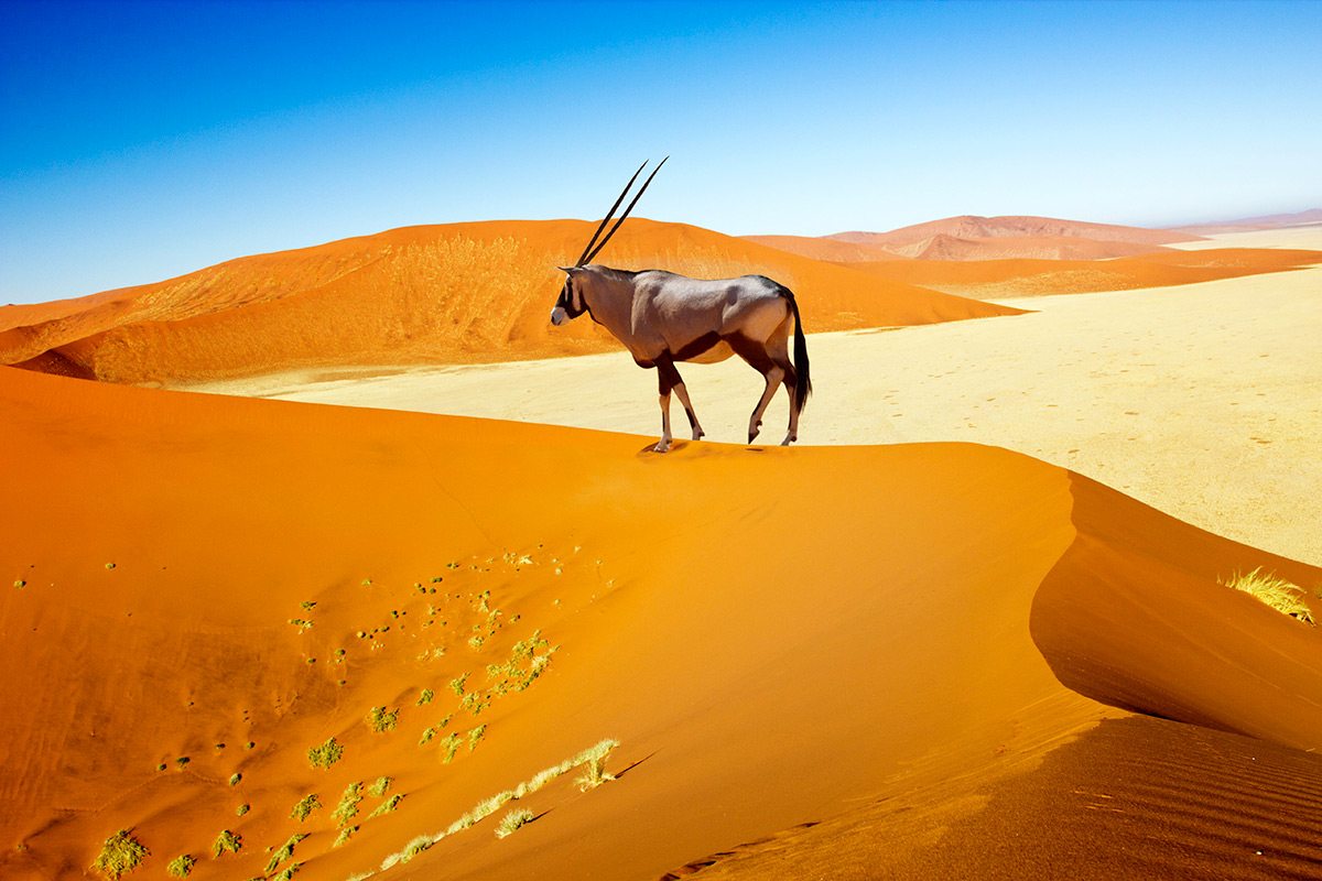 Oryx standing in front of orange sand dunes in Namibia