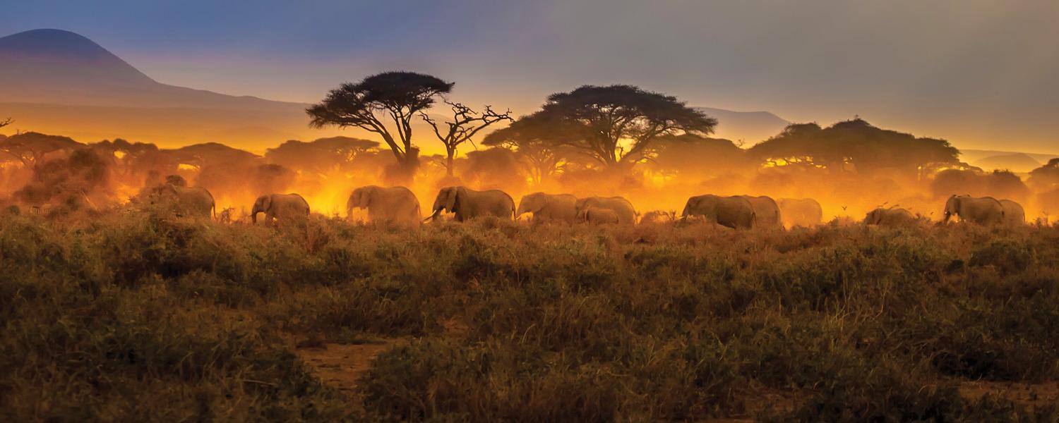 Kruger Park safari from Johannesburg with elephants at sunrise