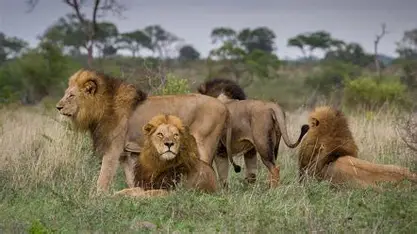 5-day Kruger Park safari from Johannesburg – Big Five game viewing