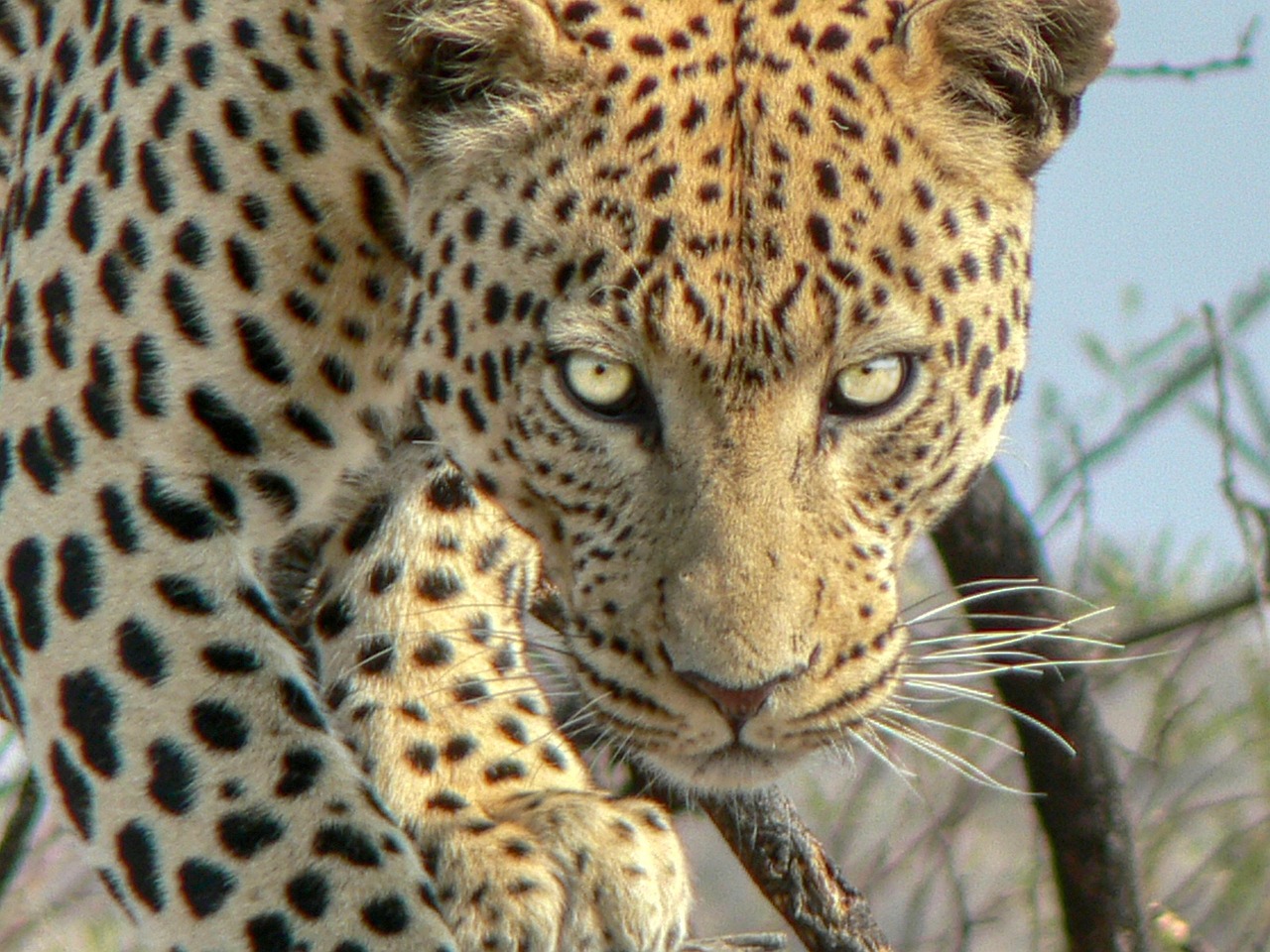 Full day open vehicle safari in Pilanesberg