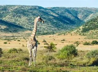 Morning open vehicle safari in Pilanesberg
