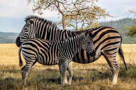 Mlilwane Wildlife Sanctuary